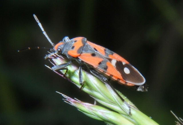 Lygaeus equestris